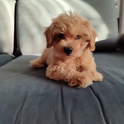 TOY POODLE ABRİCOT