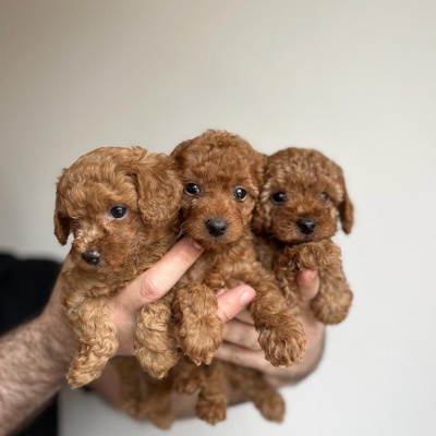 TOY POODLE