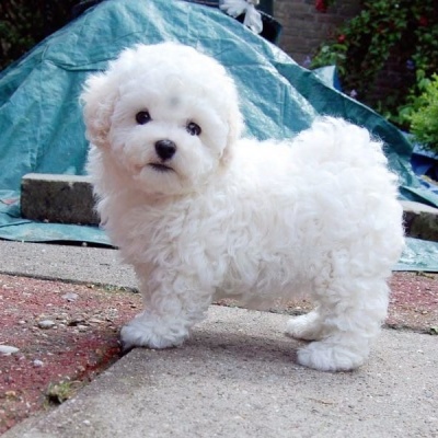 MALTESE