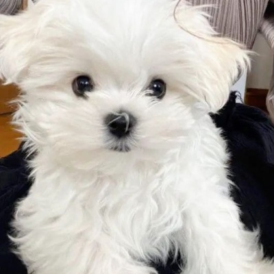 TEACUP MALTESE