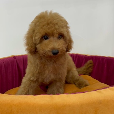 TOY POODLE