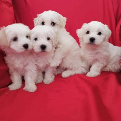 BİCHONE HAVANESE TERİER