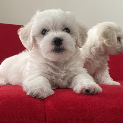 BİCHON HAVANESE