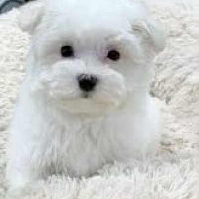 MALTİPOO