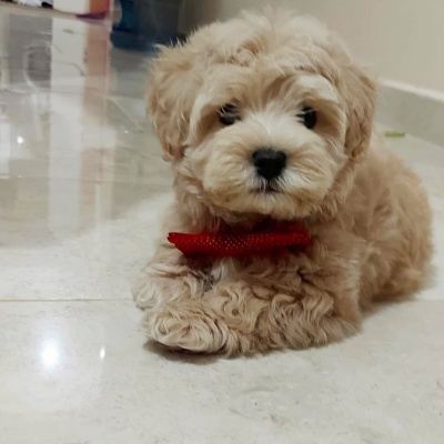 Maltipoo yavruları