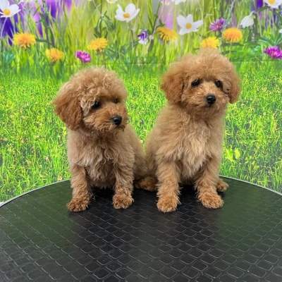 TOY POODLE