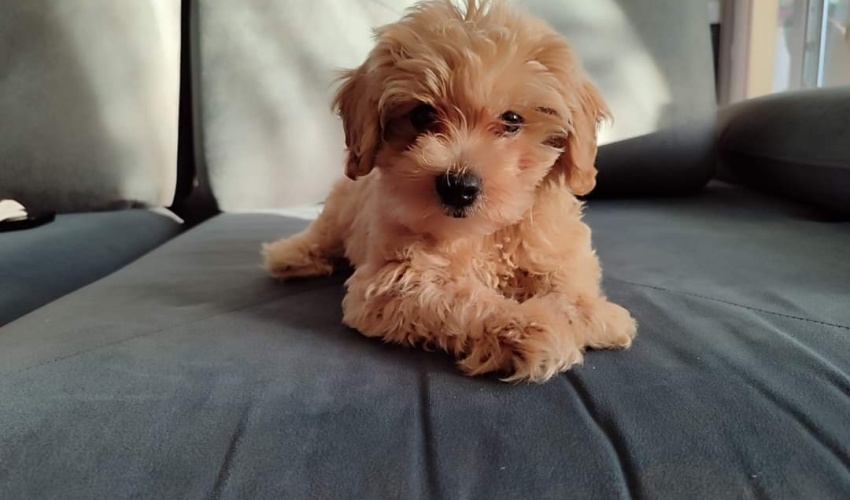 TOY POODLE ABRİCOT