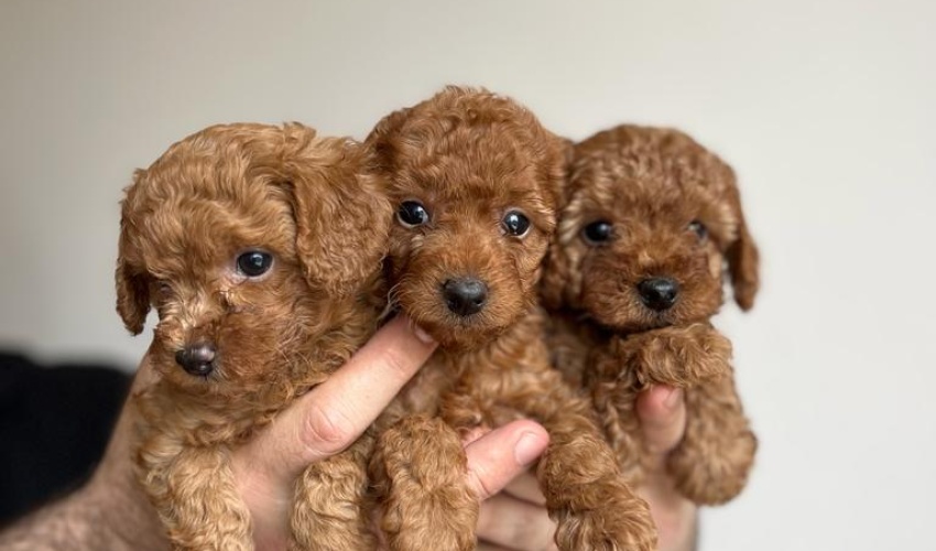 TOY POODLE