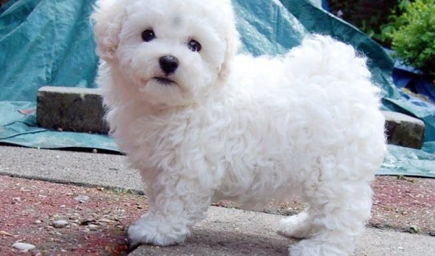 MALTESE