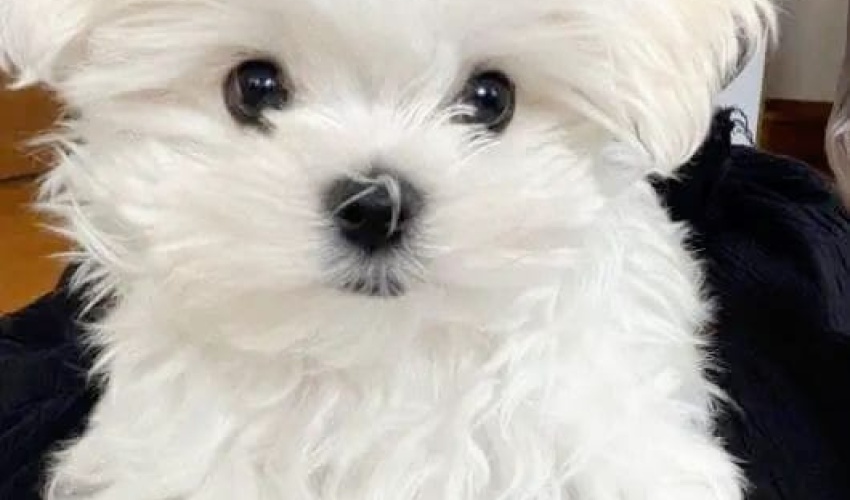 TEACUP MALTESE