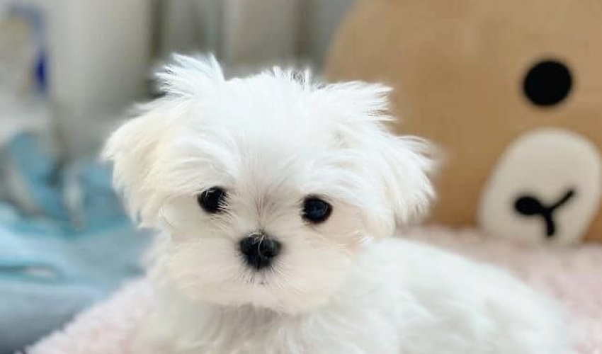 MALTESE 