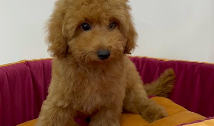 TOY POODLE