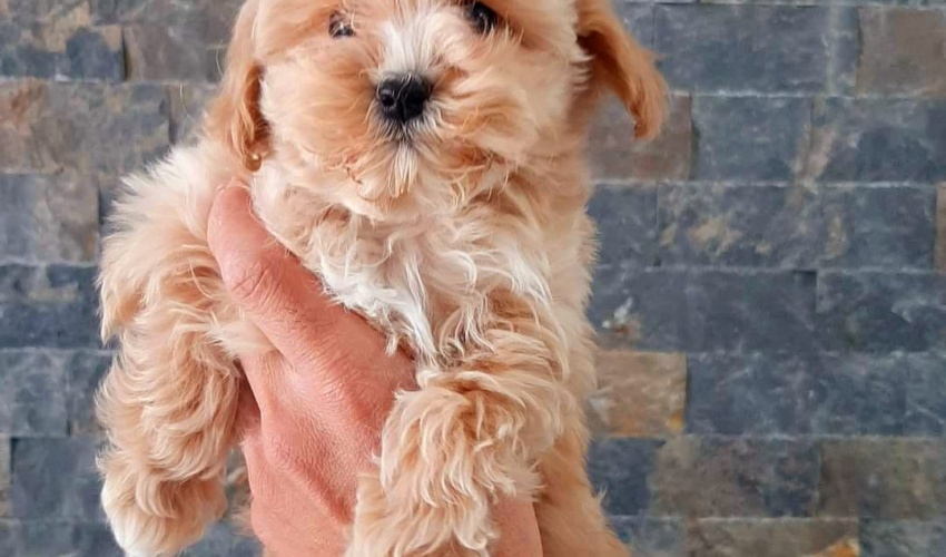 TEACUP MALTİPOO