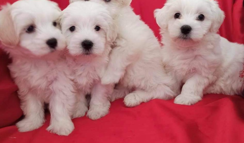 BİCHONE HAVANESE TERİER