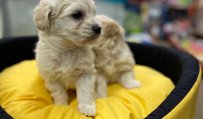 Kuba Havanese Terier 2 Aylık Erkek ve Dişi