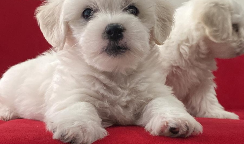 BİCHON HAVANESE