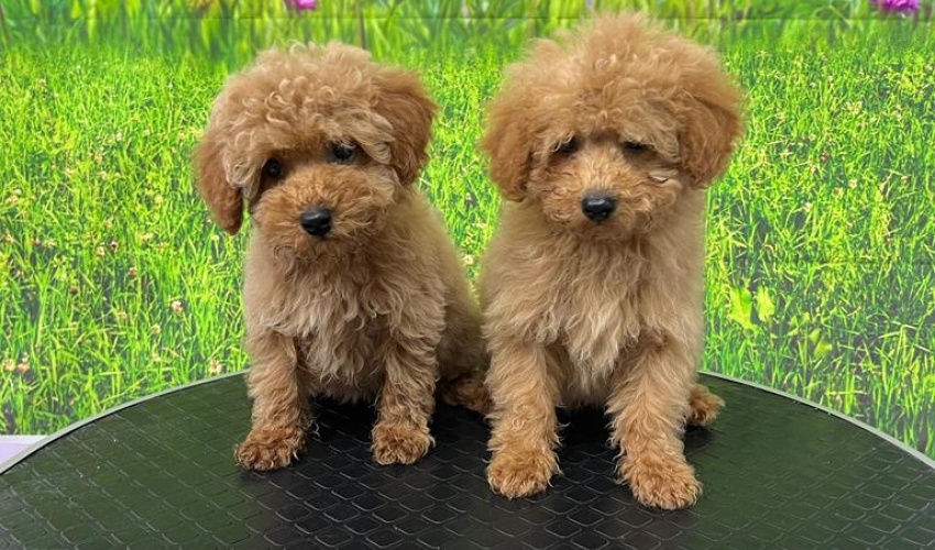 TOY POODLE