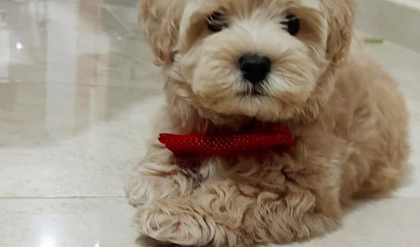 Maltipoo yavruları