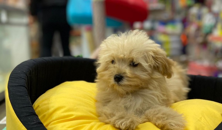 Teacup Maltepoo 3 Aylık Erkek