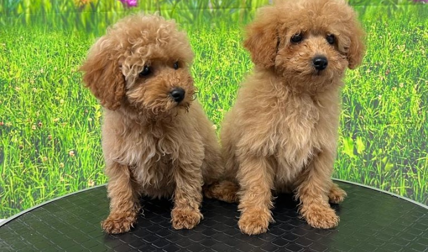 TOY POODLE